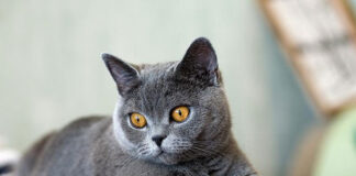 ile kosztuje sterylizacja kotki