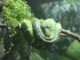 Terrarium i jego wyposażenie dla węża Terrarium i jego wyposażenie dla węża