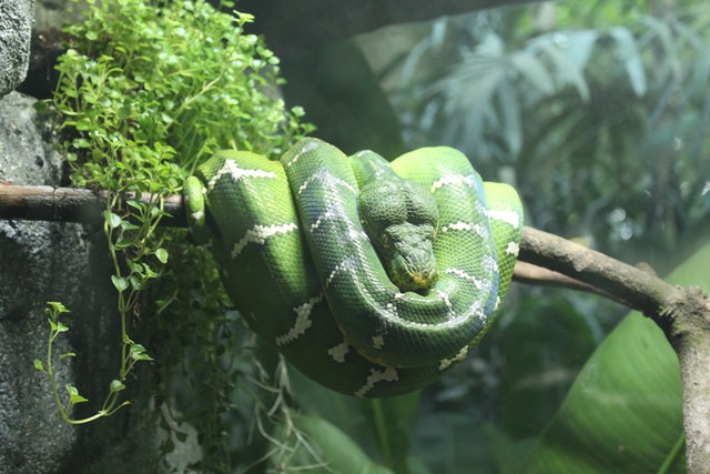 Terrarium i jego wyposażenie dla węża