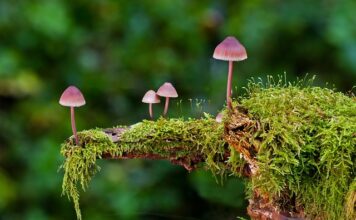 Ile kosztują gąbki do naczyń?