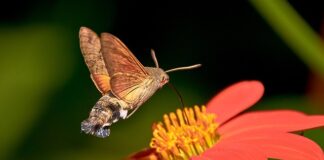 Co grozi za zabicie gołębia?