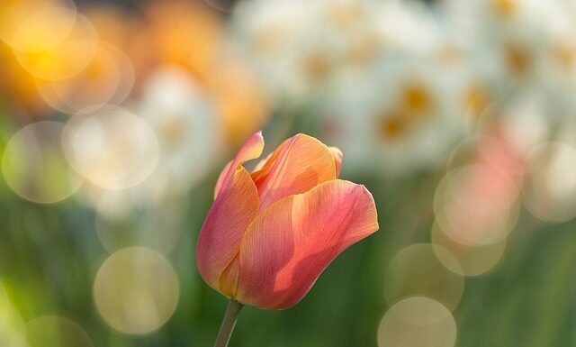 Jak komponować rośliny w ogrodzie?