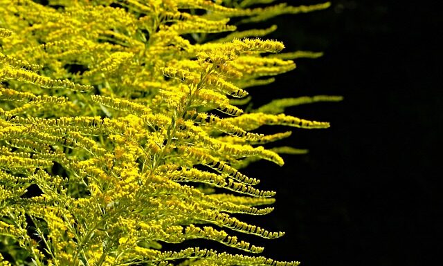 Co nie sadzić obok siebie?