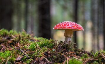 Z jakich elementów składa się grzyb?