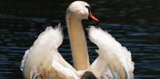 Czy trzecie dziecko może jechać bez fotelika?