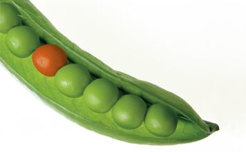 Czy groch to Strączek?
