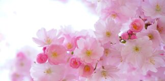 Jakie modne rośliny?