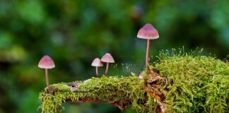 Jak często wymieniać gąbkę do mycia naczyń?