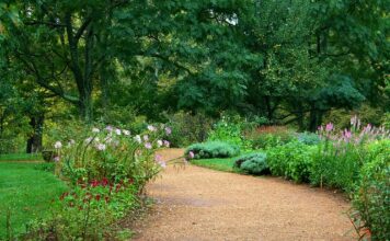 Czemu zupa grochowa jest gorzka?