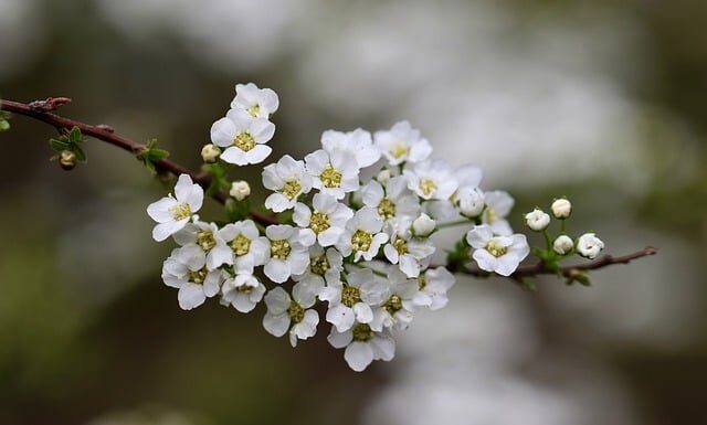 Jaki krzew szybko rośnie?
