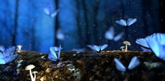 Czy są grzyby trujące bez Błaszek?