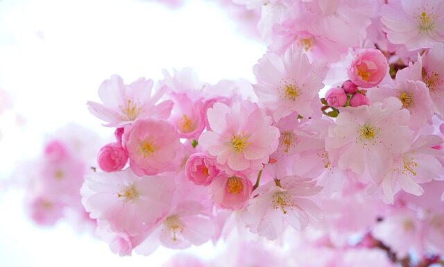 Kiedy nie sadzić roślin?