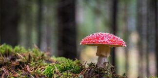 Czy grzyb szatan po ugotowaniu jest trujący?