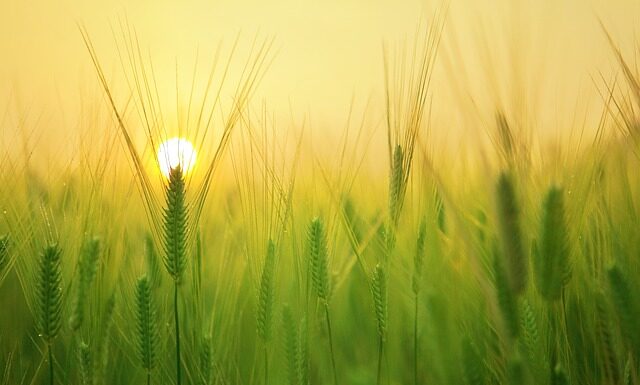 Od czego zacząć uprawę działki?