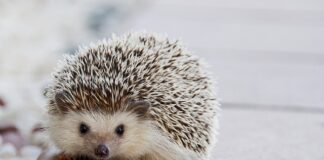 Które kółka lepsze?