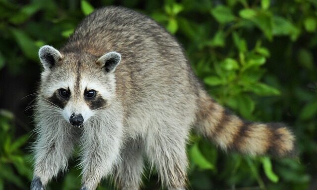 Czy proca w Polsce jest legalna?