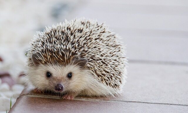 Jakie kółka do fotela na dywan?